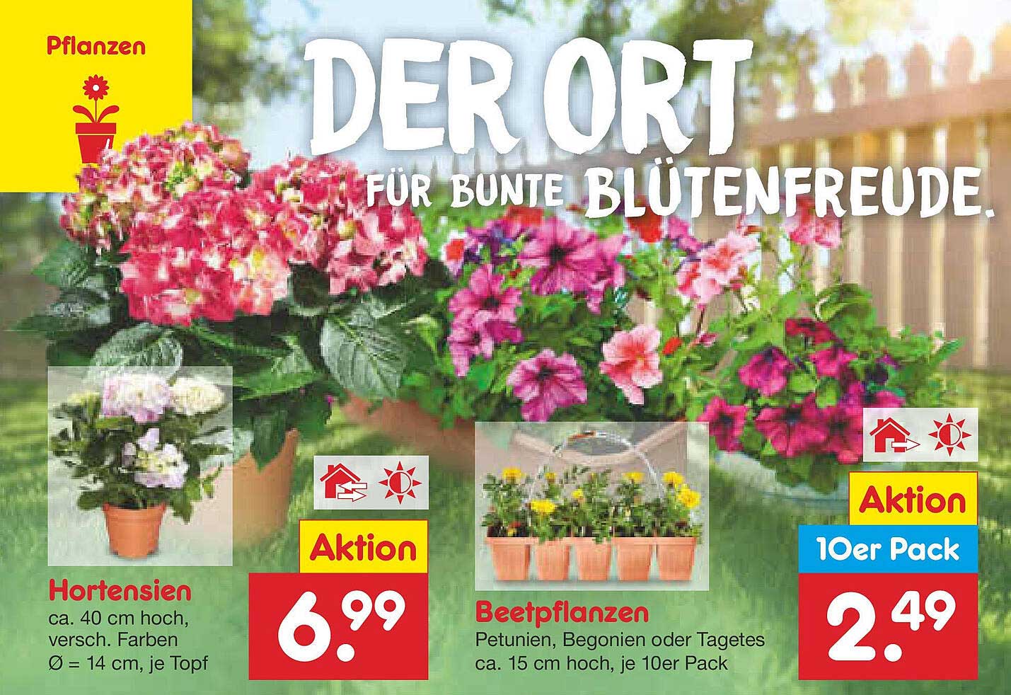 Hortensien und Beetpflanzen – Bunte Blütenfreude für Ihren Garten!
