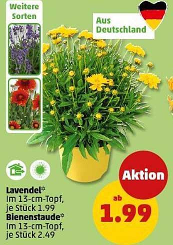 Lavendel und Bienenstaude im 13-cm-Topf - ab 1,99 €