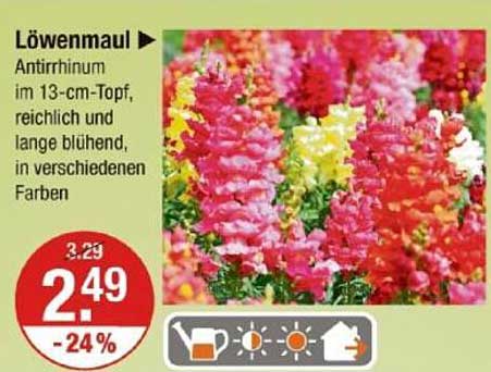 Löwenmaul - Antirrhinum im 13-cm-Topf, reichlich und lange blühend, in verschiedenen Farben