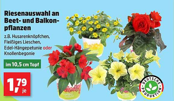 Riesenauswahl an Beet- und Balkonpflanzen im 10,5 cm Topf