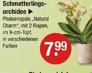 Schmetterlingsorchidee - Phalaenopsis 'Natural Charm' mit 2 Rispen, im 9-cm-Topf
