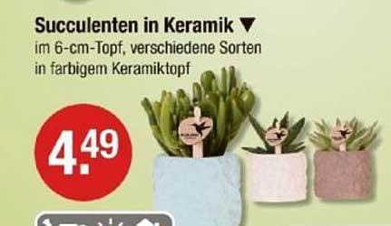 Succulenten in Keramik im 6-cm-Topf, verschiedene Sorten