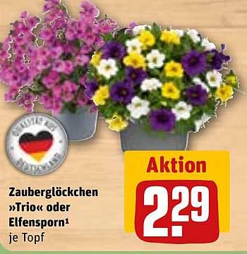 Zauberglöckchen »Trio« oder Elfensporn¹ je Topf