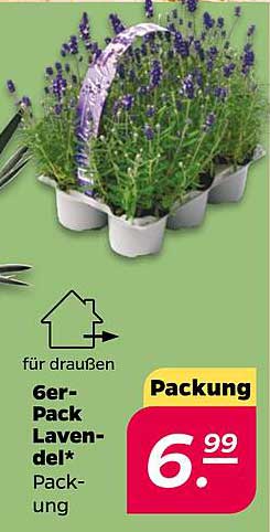 6er-Pack Lavendel-Packung