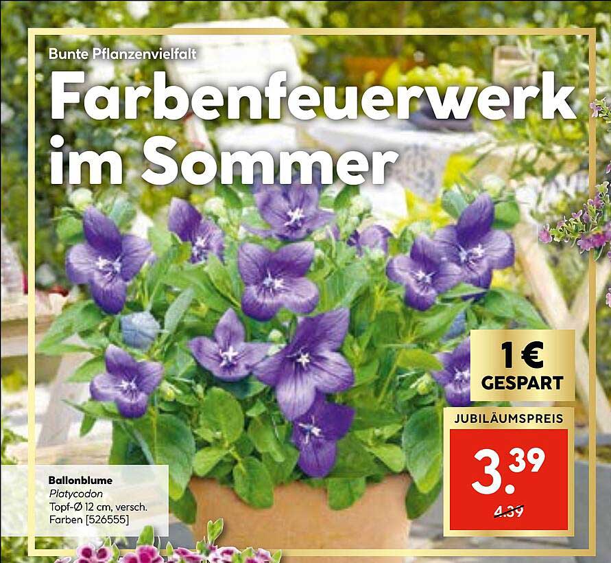 Ballonblume Platycodon Topf-Ø 12 cm, versch. Farben [526555]