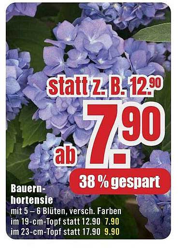 Bauern-hortensie