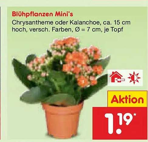 Blühpflanzen Mini's