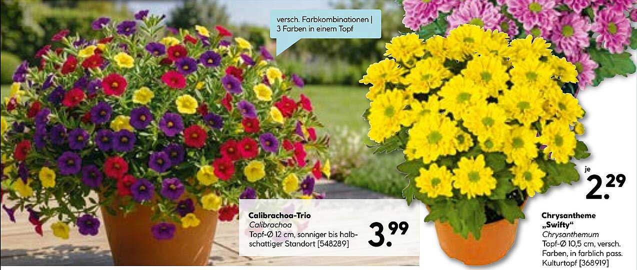 Calibrachoa-Trio