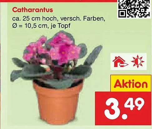 Catharanthus