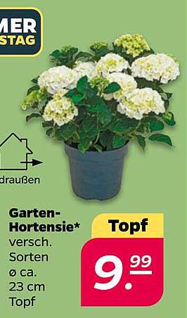 Garten-Hortensie* Topf
