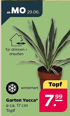Garten Yucca*