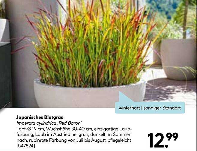 Japanisches Blutgras Imperata cylindrica ‚Red Baron‘