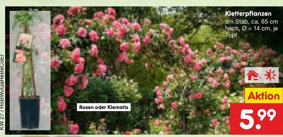 Kletterpflanzen am Stab, ca. 65 cm hoch, Ø = 14 cm, je Topf Rosen oder Klematis