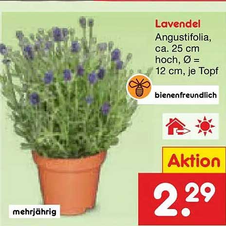 Lavendel