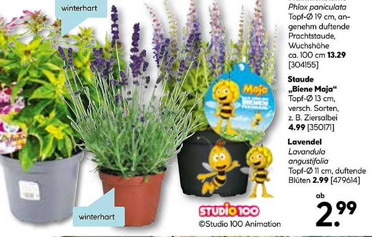 Lavendel