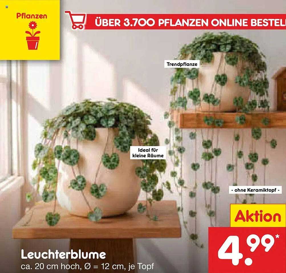 Leichterblume