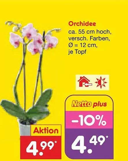 Orchidee