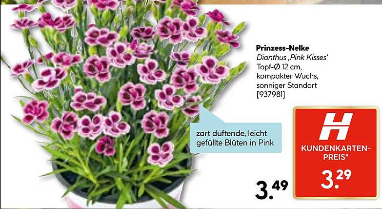 Prinzess-Nelke