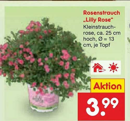 Rosenstrauch „Lilly Rose“