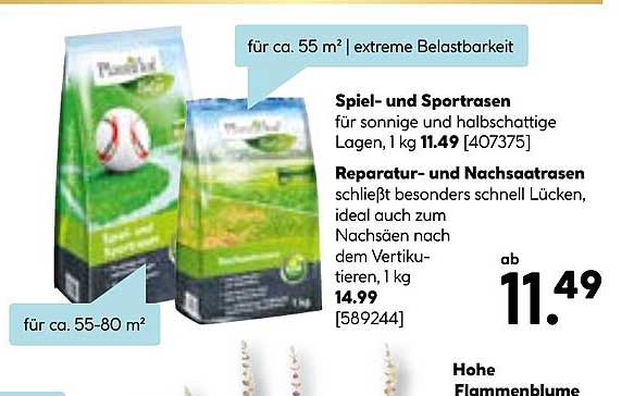 Spiel- und Sportrasen