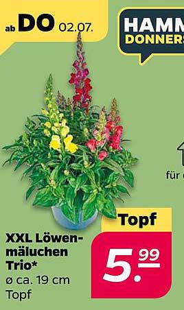 XXL Löwenmäulchen Trio*
