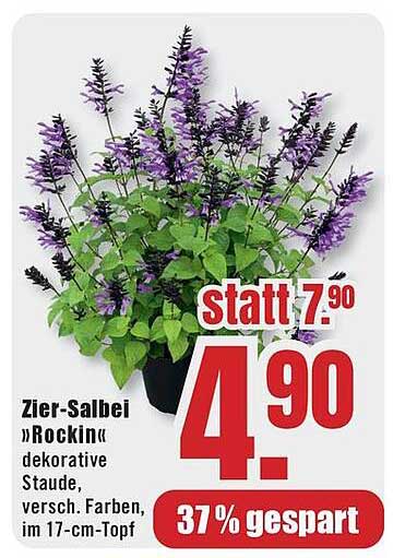 Zier-Salbei »Rockin« dekorative Staude, versch. Farben, im 17-cm-Topf