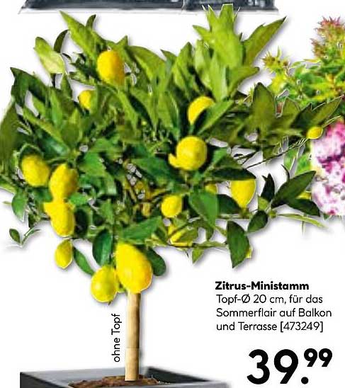 Zitrus-Ministamm