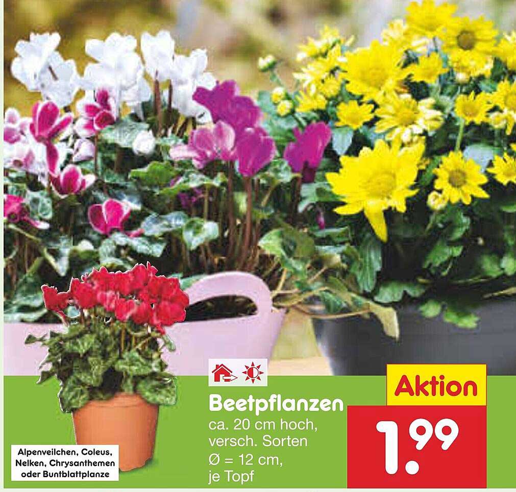 Beetpflanzen - Verschiedene Sorten in tollem Angebot