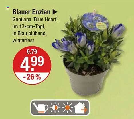 Blauer Enzian - Gentiana 'Blue Heart', im 13-cm-Topf, in Blau blühend, winterfest