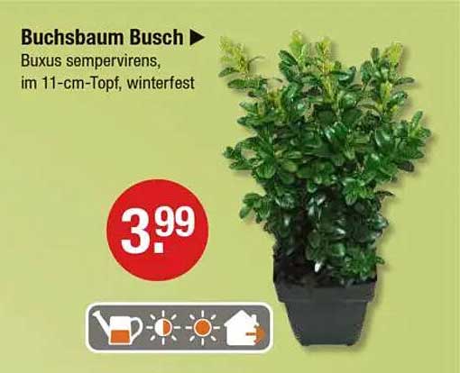 Buchsbaum Busch - Buxus sempervirens, im 11-cm-Topf, winterfest