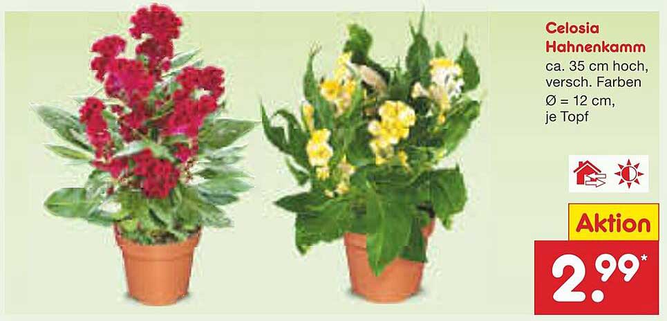 Celosia Hahnenkamm – Farbenfrohe Blütenpracht für Ihr Zuhause