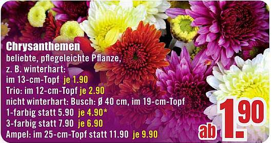 Chrysanthemen - beliebte, pflegeleichte Pflanzen
