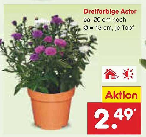 Dreifarbige Aster