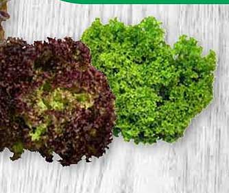 Frischer Salatmix - Grüner Genuss zum Sensationspreis!