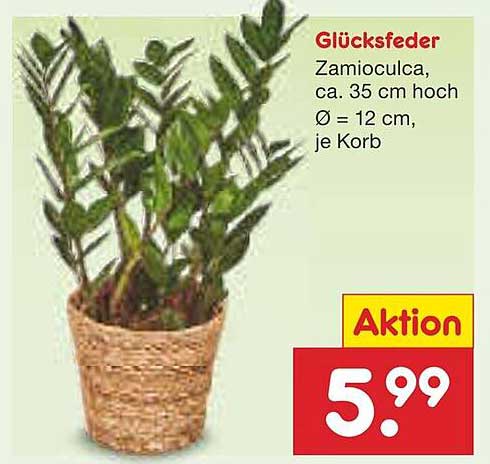 Glücksfedern - Zamioculca, ca. 35 cm hoch