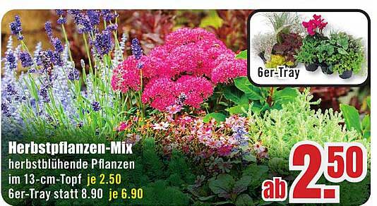 Herbstpflanzen-Mix - herbstblühende Pflanzen im 13-cm-Topf