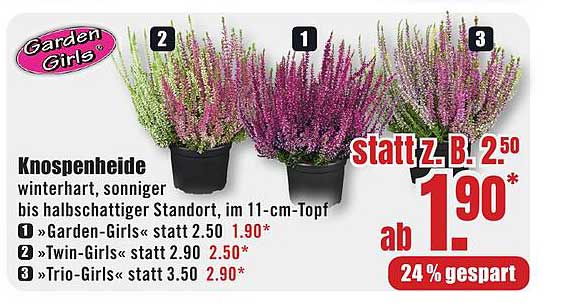 Knospenheide "Garden Girls" im 11-cm-Topf