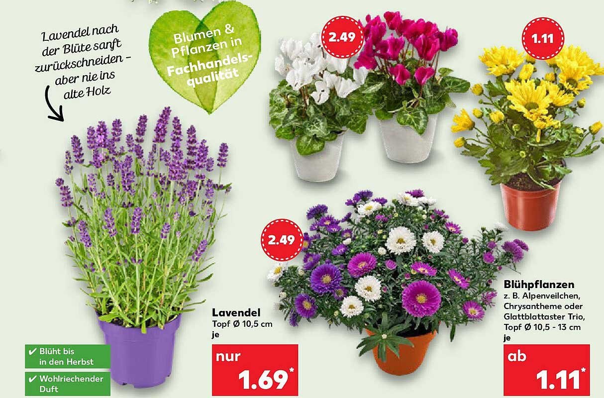 Lavendel Topf Ø 10,5 cm je nur 1,69