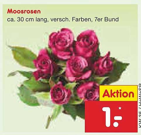 Moosrosen – 7er Bund, ca. 30 cm lang, verschiedene Farben