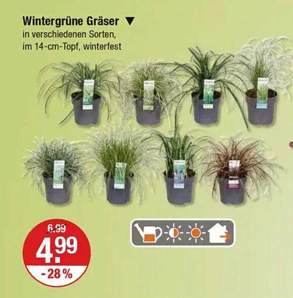 Wintergrüne Gräser in verschiedenen Sorten, im 14-cm-Topf, winterfest