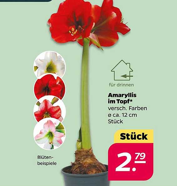 Amaryllis im Topf - verschiedene Farben Ø ca. 12 cm Stück