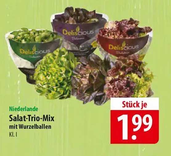 Salat-Trio-Mix mit Wurzelballen