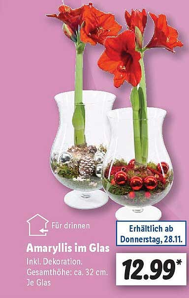 Amaryllis Im Glas Kaufen