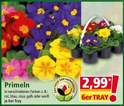 Primeln