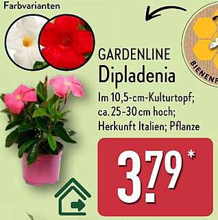 GARDENLINE Dipladenia im 10,5-cm-Kulturtopf