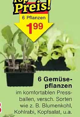 6 Gemüse-pflanzen im komfortablen Pressballen, versch. Sorten wie z. B. Blumenkohl, Kohlrabi, Kopfsalat, u.a.