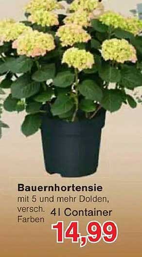 Bauernhortensie mit 5 und mehr Dolden, versch. Farben im 4l Container