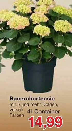 Bauernhortensie mit 5 und mehr Dolden, verschiedene Farben