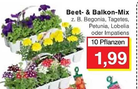 Beet- & Balkon-Mix: 10 Pflanzen für nur 1,99 €