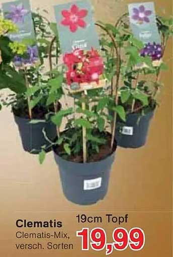 Clematis-Mix - verschiedene Sorten im 19cm Topf